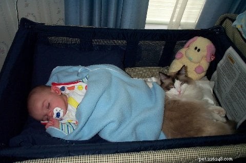 Ragdoll katten en kinderen