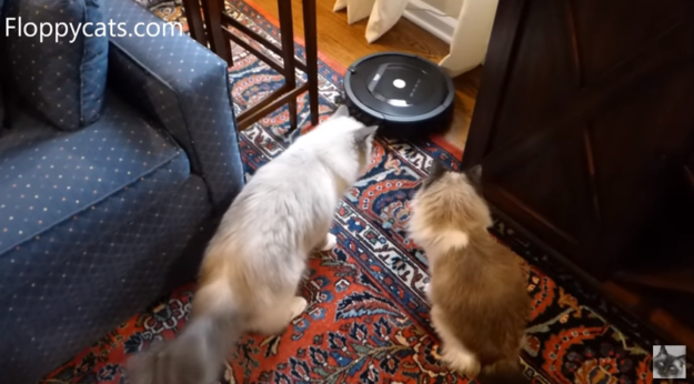 Varför gillar katter att åka Roomba-dammsugare?