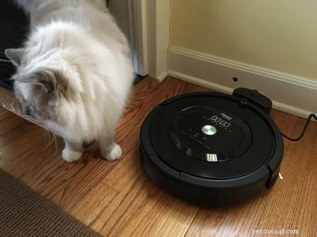 Proč kočky rády jezdí vysavačem Roomba?