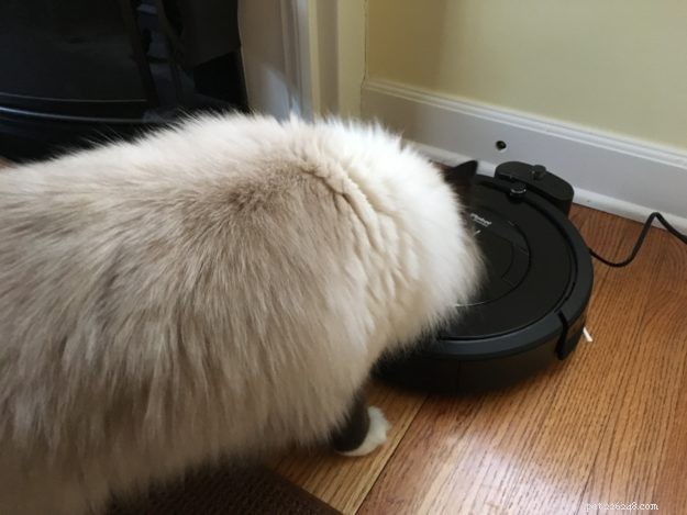 Por que os gatos gostam de andar no aspirador Roomba?
