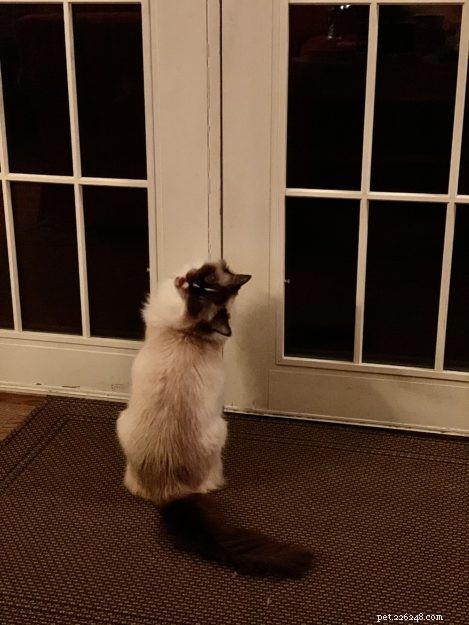 Por que os gatos odeiam portas fechadas? 🚪