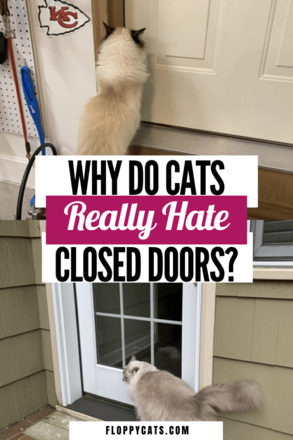 Почему кошки ненавидят закрытые двери? 🚪