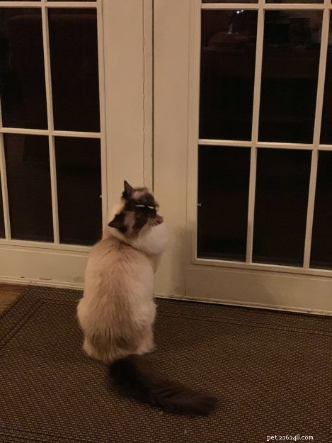 Perché i gatti odiano le porte chiuse? 🚪