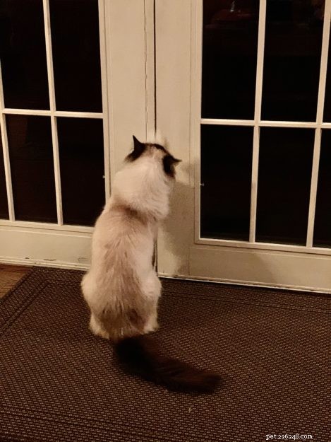 Varför hatar katter stängda dörrar? 🚪