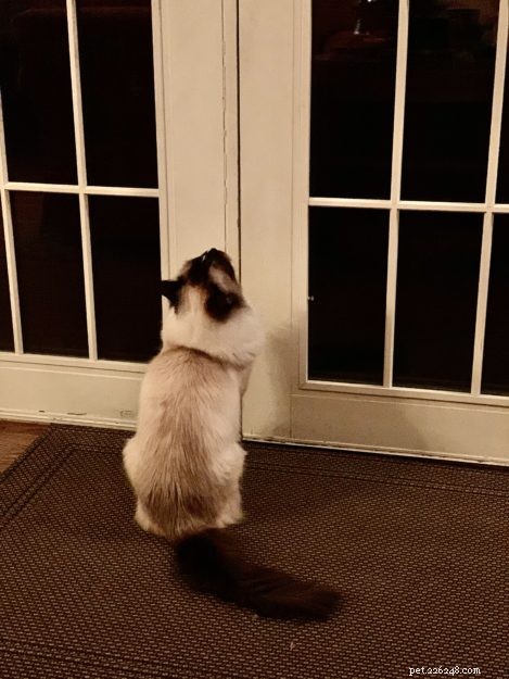Perché i gatti odiano le porte chiuse? 🚪
