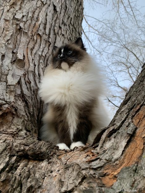 猫を木から出す方法に関する5つの簡単なステップ 
