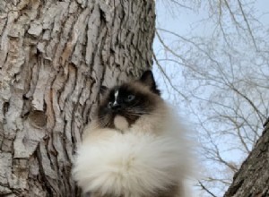 5 étapes simples pour faire sortir un chat d un arbre
