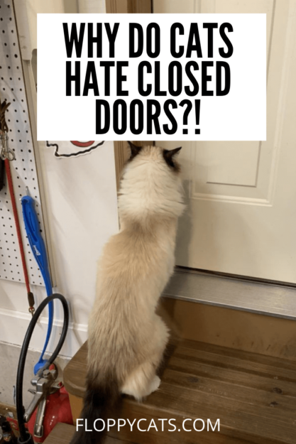 Pourquoi les chats détestent-ils les portes fermées ? 🚪