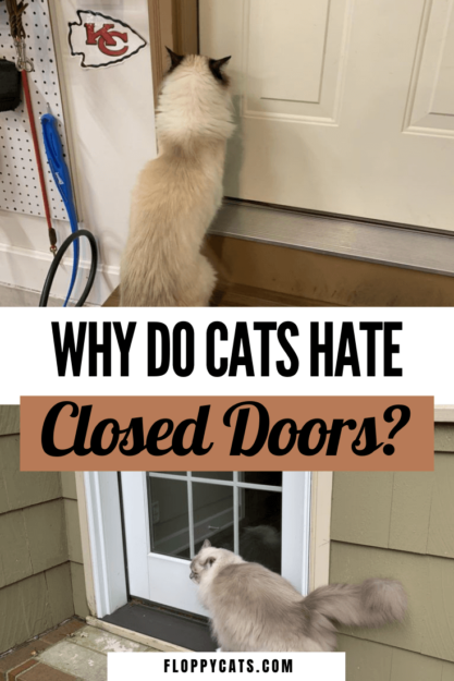 Proč kočky nenávidí zavřené dveře? 🚪