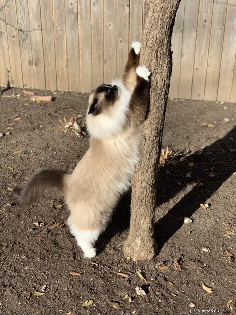 5 enkla steg för hur man får ut en katt ur ett träd
