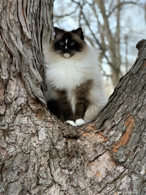 5 eenvoudige stappen om een ​​kat uit een boom te halen