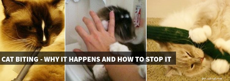 Kočičí kousání – proč se to děje a jak tomu zabránit