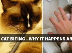 Mordida de gato – por que acontece e como parar