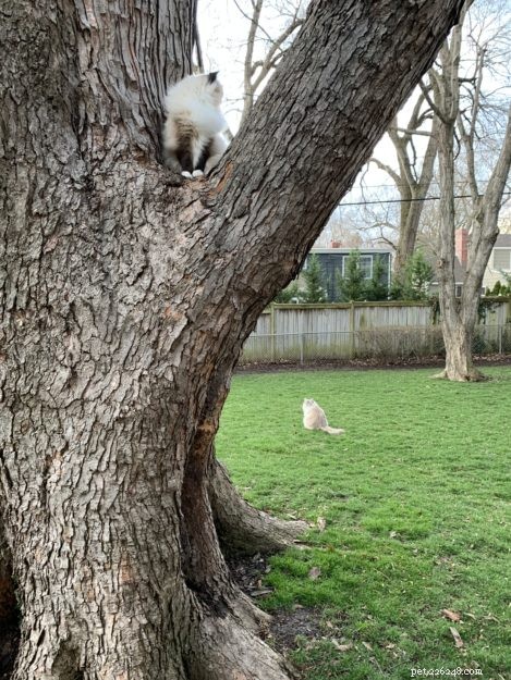 고양이를 나무에서 빼내는 방법에 대한 5가지 간단한 단계