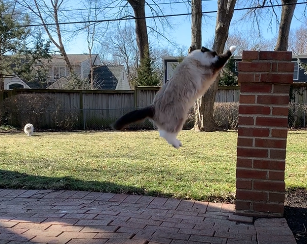 Jak vysoko mohou kočky skákat?