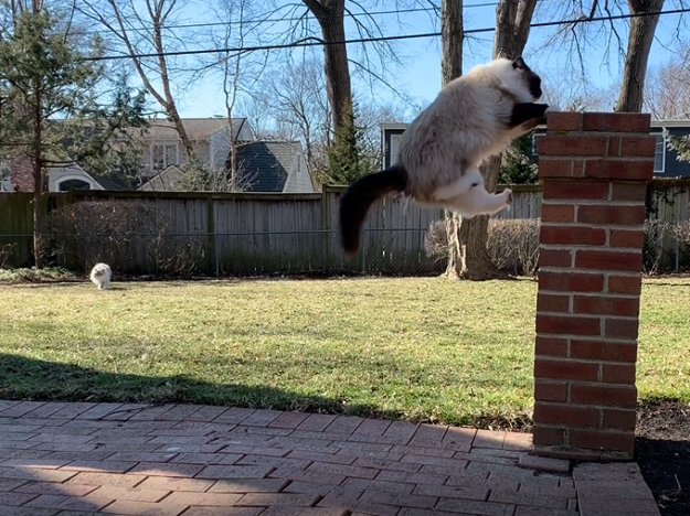 Hoe hoog kunnen katten springen?