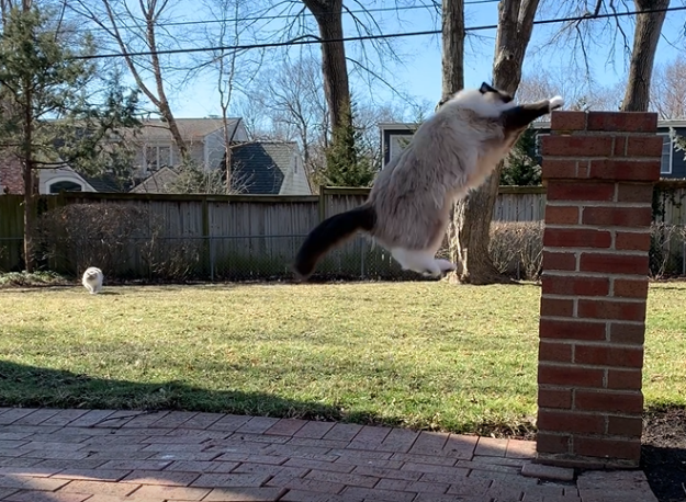 A que altura os gatos podem pular?