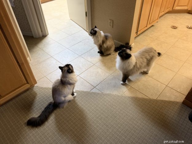 Come si chiama un gruppo di gatti?