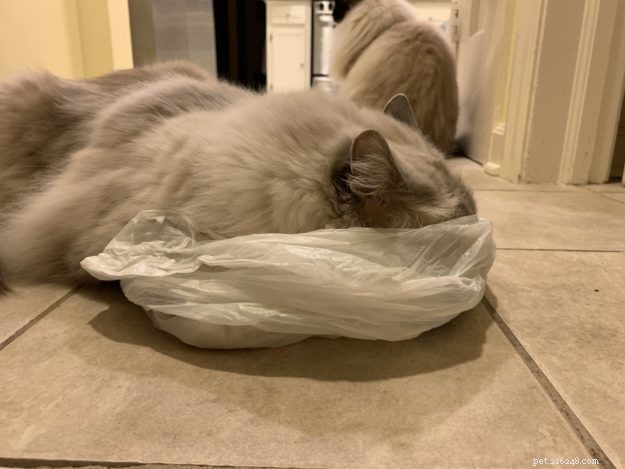 Varför slickar och tuggar katter plast? – 9 skäl till detta udda beteende