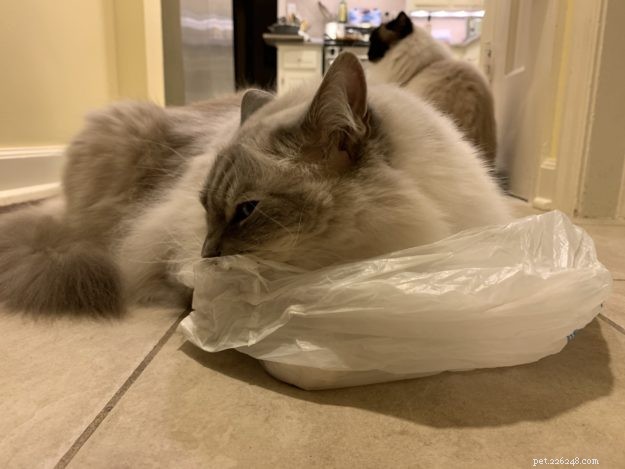 Proč kočky olizují a žvýkají plast? – 9 důvodů tohoto zvláštního chování