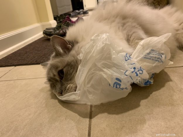 Waarom likken en kauwen katten plastic? – 9 redenen voor dit vreemde gedrag