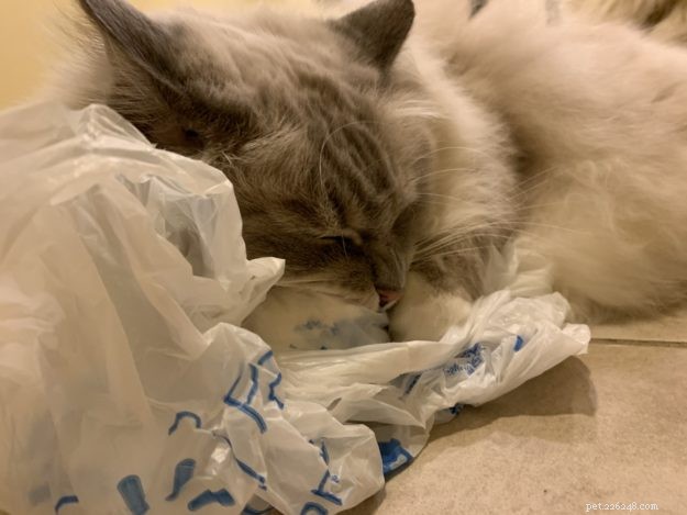 Perché i gatti leccano e masticano la plastica? – 9 motivi per questo strano comportamento