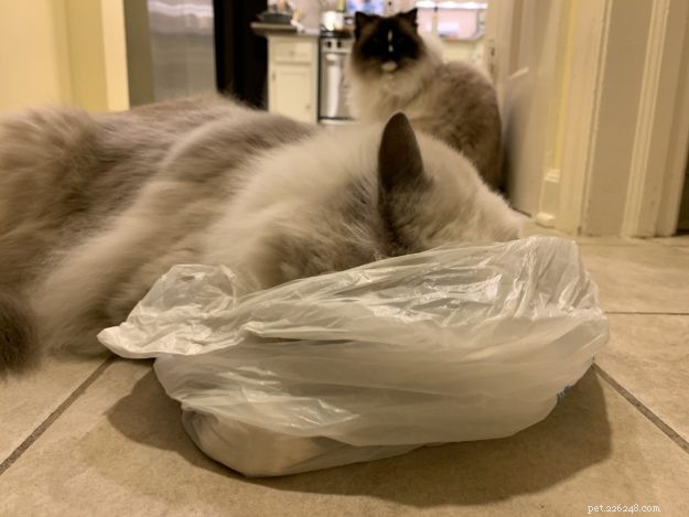 Waarom likken en kauwen katten plastic? – 9 redenen voor dit vreemde gedrag