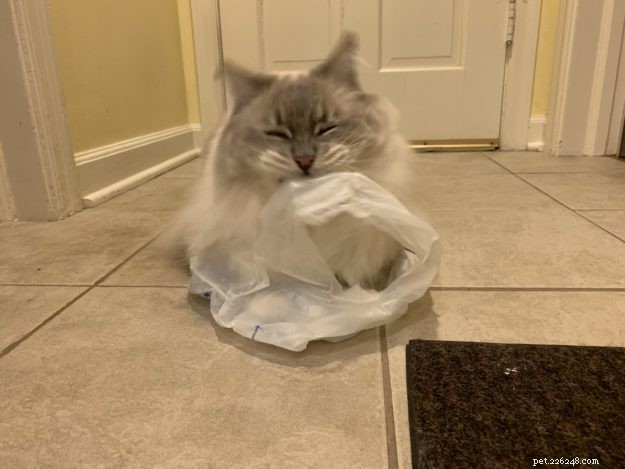 고양이가 플라스틱을 핥고 씹는 이유는 무엇입니까? – 이 이상한 행동에 대한 9가지 이유