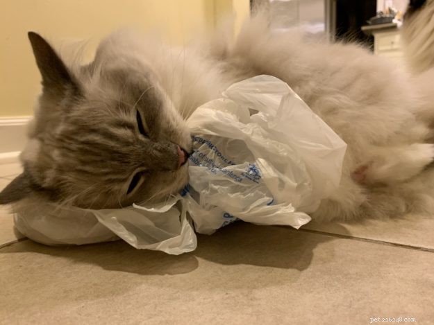 Por que os gatos lambem e mastigam plástico? – 9 razões para este comportamento estranho