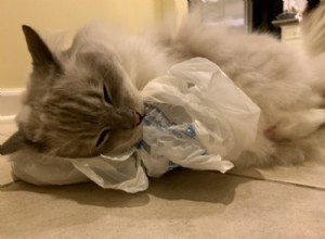 Por que os gatos lambem e mastigam plástico? – 9 razões para este comportamento estranho