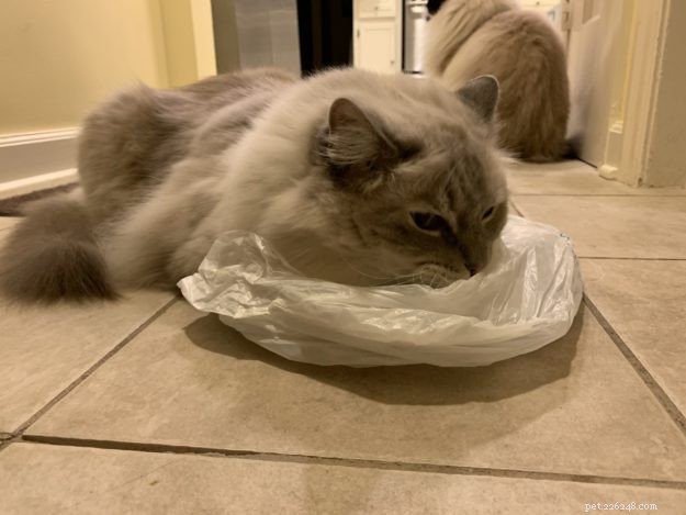 Почему кошки лижут и жуют пластик? – 9 причин такого странного поведения