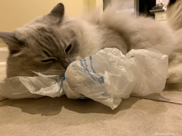 Perché i gatti leccano e masticano la plastica? – 9 motivi per questo strano comportamento