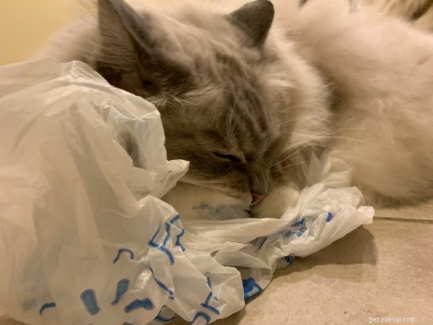 Pourquoi les chats lèchent-ils et mâchent-ils du plastique ? – 9 raisons expliquant ce comportement étrange