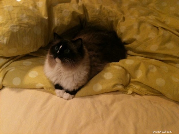 Proč kočky rády stlají postel?