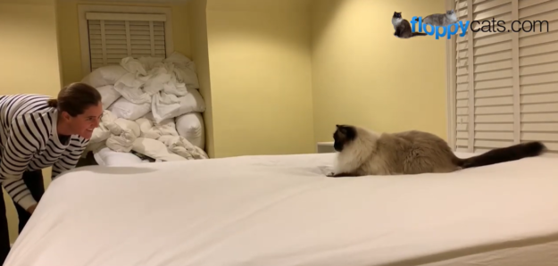 Waarom houden katten ervan om het bed op te maken?