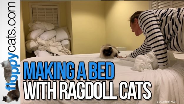 Perché ai gatti piace fare il letto?