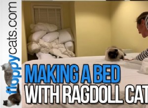 고양이가 침대 정리를 좋아하는 이유는 무엇입니까?