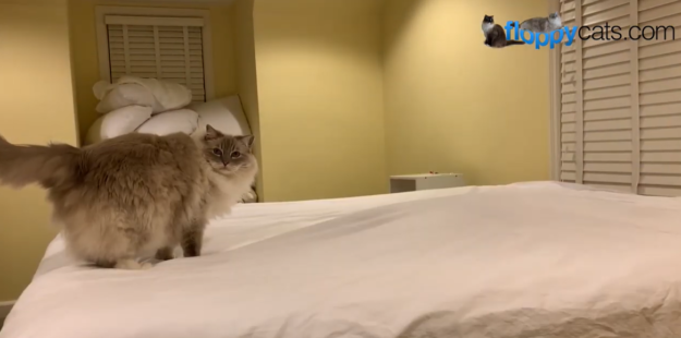 고양이가 침대 정리를 좋아하는 이유는 무엇입니까?
