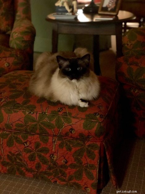 ラグドール猫の品種–知っておくべきこと 