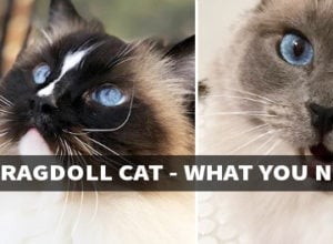 ラグドール猫の品種–知っておくべきこと 