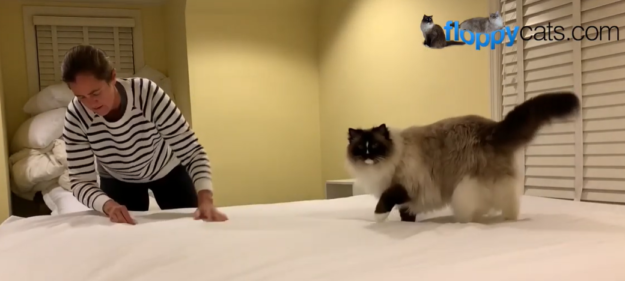 Почему кошкам нравится застилать постель?