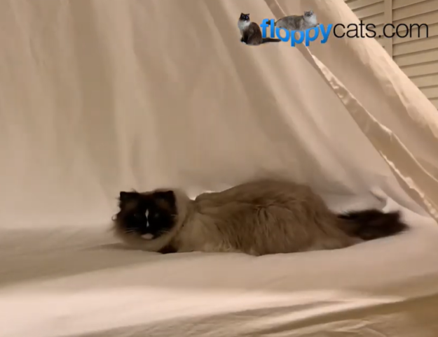 Pourquoi les chats aiment-ils faire le lit ?