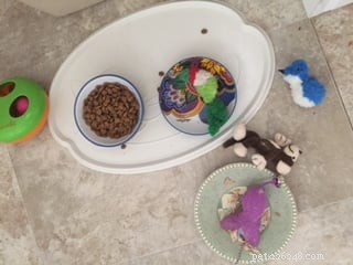 Por que meu gato coloca brinquedos em sua tigela de comida?