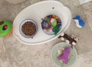 Varför lägger min katt leksaker i sin matskål?