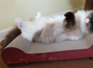 봉제 인형 고양이가 절뚝거리는 이유는 무엇입니까?