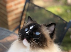 Charlie – Een zeehond mitted met een zandloper Blaze Ragdoll Cat