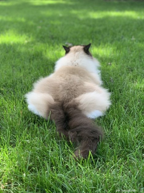 Charlie – Een zeehond mitted met een zandloper Blaze Ragdoll Cat