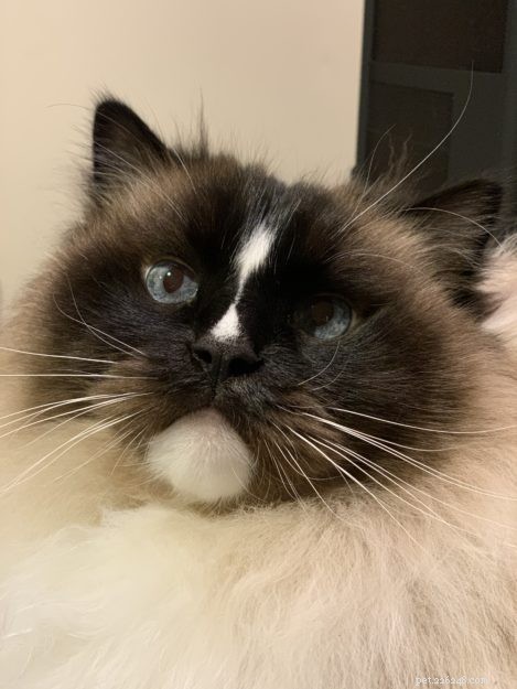 Charlie – A Seal Mitted with an Hourglass Blaze Ragdoll Cat