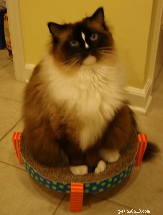 チャーリー–砂時計のブレイズラグドール猫とミットされたシール 