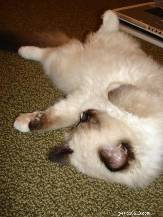 チャーリー–砂時計のブレイズラグドール猫とミットされたシール 